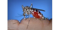  Mégsem zárnak ki komplett kerületeket a véradásból a Nyugat-nílusi lázat terjesztő szúnyog miatt  