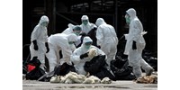  „Példátlan tragédia” fenyeget a madárinfluenza miatt  