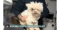 Szemeteszsákba csomagolva dobta ki a saját kutyáját egy budapesti nő