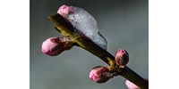  Elképesztő mennyiségű termés fagyott el már idén  