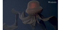  Videóra vették az egyik legrejtélyesebb élőlényt, a mélytengeri óriásmedúzát  