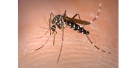  Kemenesi Gábor: Így érdemes harcolni a szúnyogok ellen  