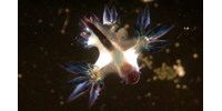  Különleges medúzák inváziója lepte el Ausztráliát  