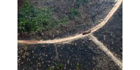  Csúcson a brazil marhahúsexport, de mi lesz az esőerdőkkel Amazóniában?  