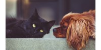  A kutya- vagy macskatulajdonosok törődnek jobban a házi kedvenceikkel? Úgy tűnik, megvan a válasz  