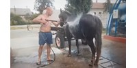  Autómosóban hűsítettek egy lovat Romániában – videó  