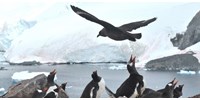 Az Antarktiszt is elérte a madárinfluenza