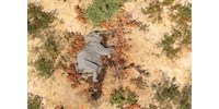  Több év kutatás után jöttek rá, mi okozta a zimbabwei elefántok tömeges pusztulását  