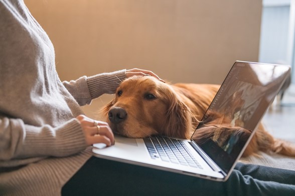 online kereskedelem, elektronikus elállási funkció, online felületen kötött szerződés, ellenőrzés, fogyasztóvédelem, vizsgálat, online, elállás gomb, 