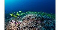  Hatalmas méretű korallzátonyt fedeztek fel  