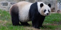  Egy korszak ér véget: Hazaköltözött Kínába a washingtoni állatkert három óriáspandája  