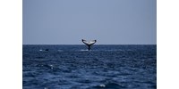  Rekordhosszú kötél akadt egy bálna szájába, öt órán át tartott kiszedni – videó  