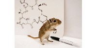  Műegerekkel helyettesítik a kísérleti állatokat az Állatorvosi Egyetemen  