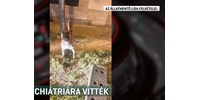  Fényes nappal fajtalankodhatott a kutyájával egy meztelen férfi Budapesten  