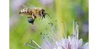 Megvan az engedély, „védőoltást” kaphatnak a méhek az Egyesült Államokban  
