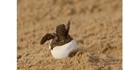 Mérgező teknőshúst ettek, heten meghaltak Tanzániában  