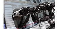  Nem tudnak elárverezni egy T. rex-csontvázat, mert több darabja is öntvény lehet  
