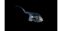 5142 új állatfajt találtak a Csendes-óceán mélyén, úgy néznek ki, mint a földönkívüliek  