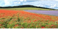  Adatalapú agrárium – a hálózatba kapcsolt gazdaságoké a jövő  