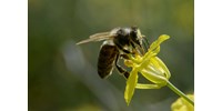 2023 legjobb találmányai: vakcina a méheknek, az újrafeltalált kerék és a műhold, ami fentről kiszúrja, egészségesek-e a fák levelei