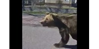  Medve támadt a járókelőkre Lipótszentmiklóson, többen kórházba kerültek  