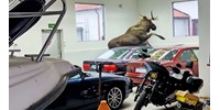 BMW-szalonba tévedt be egy járvorszarvas, megtaposott egy klasszikus modellt – videó