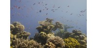  Az eddigi legnagyobb kutatás eredménye: 10 év alatt oda a korallzátonyok 14%-a  