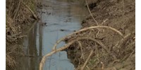  A helyiek attól tartanak, hogy szennyezett víz folyhat a Füzes-patakba a pátyi szennyvíztisztítóból  