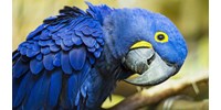  Videótelefonálni tanították a papagájokat, meglepő eredmény született  