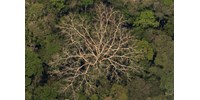 Gyakorlatilag kikapcsolja az erdőket az El Niño, és ez komoly bajt jelent