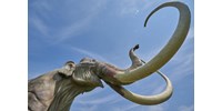 Aranyat kerestek, tökéletes állapotú, mumifikálódott mamutbébit találtak – fotók  