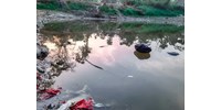 Ígéretes és nagyon olcsó: baktériumok bejeleznek, ha romlik a víz minősége
