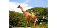  Rájöttek, miért hosszú a zsiráf nyaka – nem csak azért, hogy a magas ágakról legeljen  