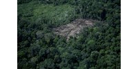  Feljelentették a világ legnagyobb gabonakereskedőjét, a Tesco és a McDonald's is belekeveredett az ügybe  