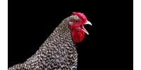  Végre megfejthetik, mit mondanak a csirkék – és ez nemesebb cél lehet, mint gondolná  