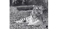  Meghalt Niva, a fővárosi állatkert szibériai tigrise  