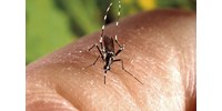  Reális-e most egy járvány kirobbanása? Tigrisszúnyogok és veszélyes kórokozók keringenek  