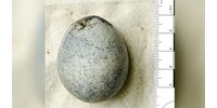  Találtak egy 1700 éves tojást Angliában – teljesen ép, ráadásul a fehérje és a sárgája is megvan még benne  