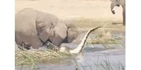  Rátaposott az elefánt, esélye sem volt a krokodilnak ? videó  