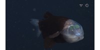  Rájöttek a kutatók az átlátszó fejű hal titkára  