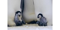  Tömegesen pusztultak a császárpingvin-fiókák az Antarktiszon  