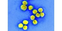  A koronavírus elleni hatásos természetes vegyületet találtak magyar kutatók  