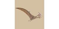  Óriási pteroszauruszt állítottak ki Skóciában  