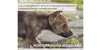  Az olasz hatóságok kérik, hogy aki kölyökkutyát talál az erdőben, ne vigye haza, mert az farkas  