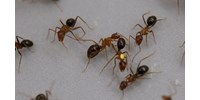  A kutatók is ledöbbentek: amputálják sérült társuk lábát a hangyák, hogy megmentsék az életét – videó  