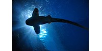  Már akkora bajban vannak a cápák, hogy 60 fajt is védelem alá kellett helyezni  