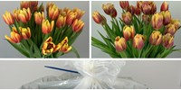  Kitalálták a csomagolást, amely víz nélkül is 28 napon át tartja frissen a tulipánokat  