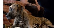  27 óra alatt 21 kiskutyának adott életet egy német dog  