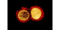  WHO: El nem tűnik a koronavírus, de a járvány már nem feltétlenül jön vissza  
