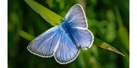 Magyar kutatók lepkék szárnyaira néztek rá, így nyílhatnak új távlatok a káros anyagok lenullázásában  